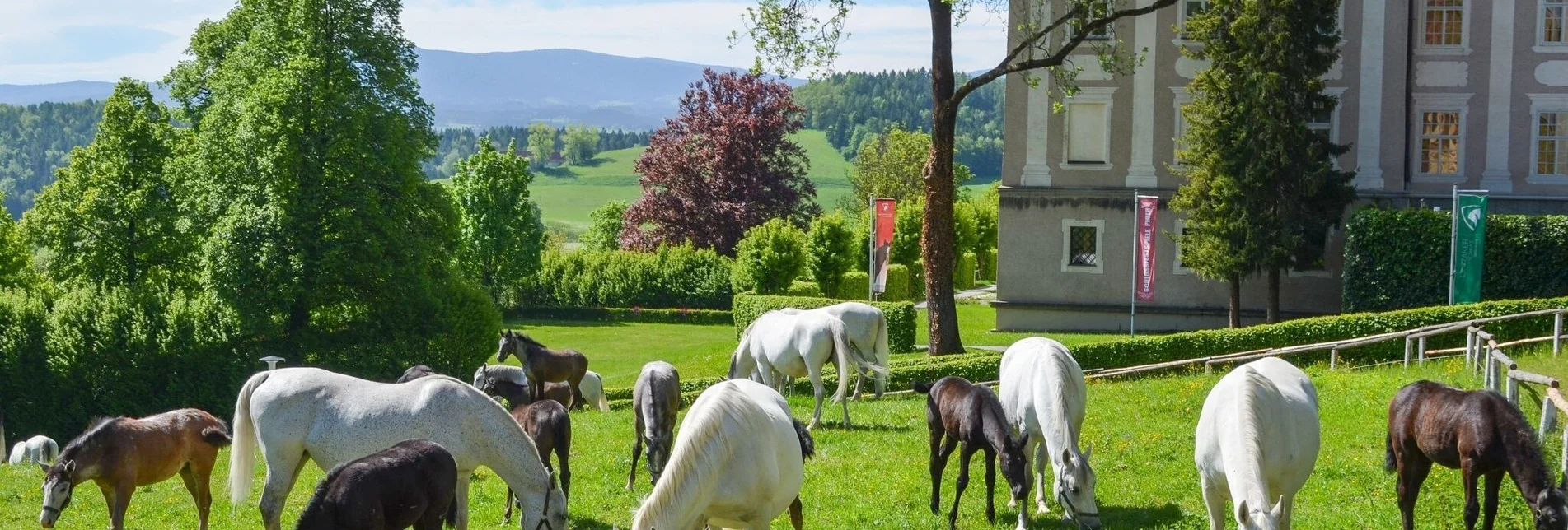 Bike Riding Lipizzaner Tour Version 1 - Touren-Impression #1 | © Lipizzanergestüt piber