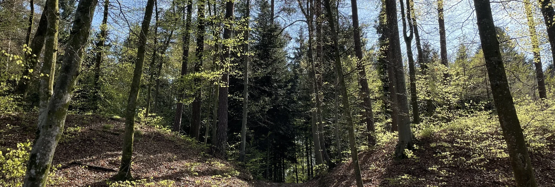 Wanderung Fürstengräberweg Nr. 13  - Touren-Impression #1 | © Elisabeth Temmel
