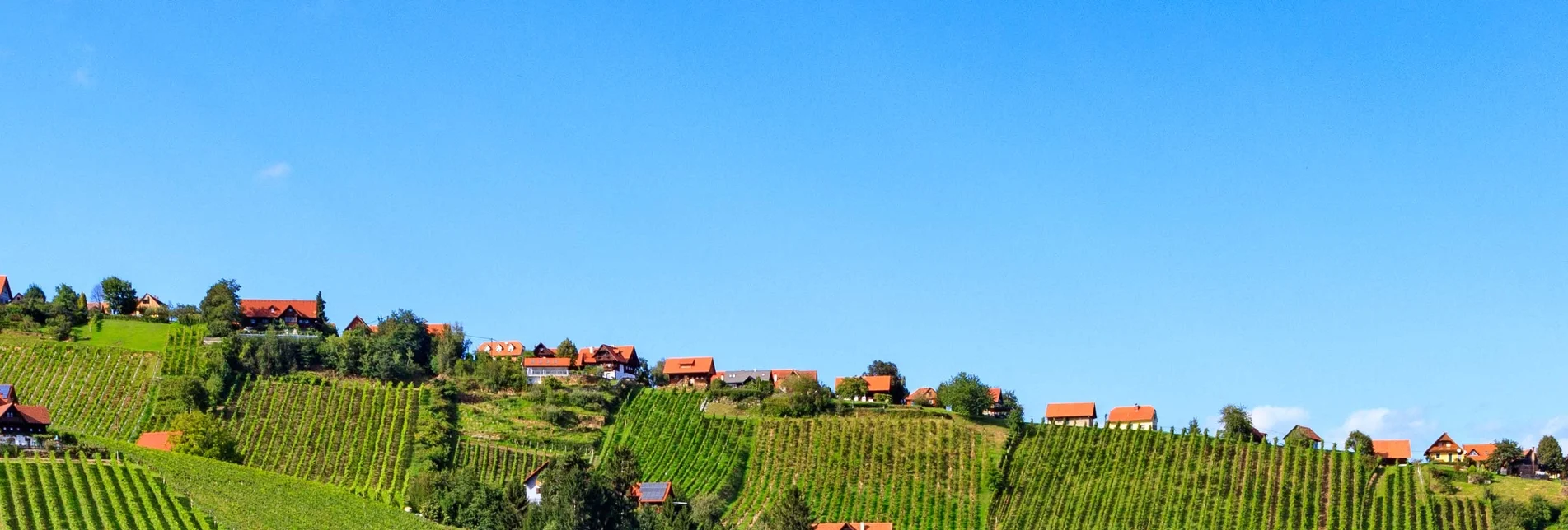 Panoramatouren/Themenstraßen Schilcher Weinstraße - Touren-Impression #1 | © Schilcherland Steiermark