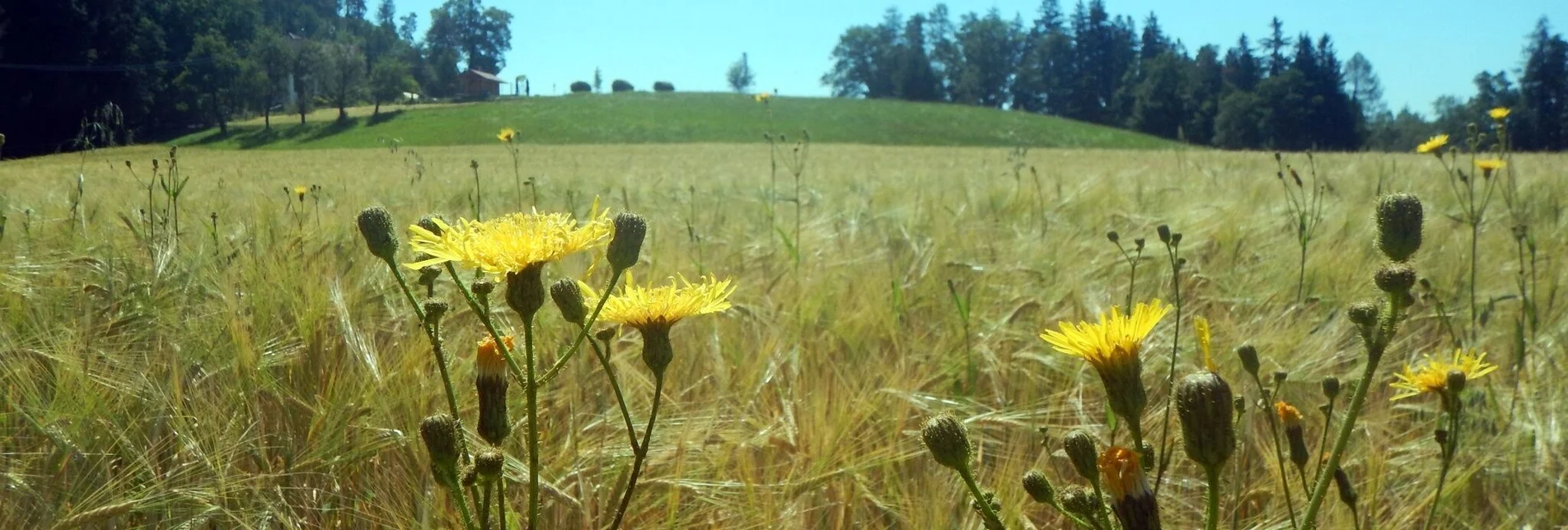 Hiking route Gratkorn circular hike - Touren-Impression #1 | © Region Graz