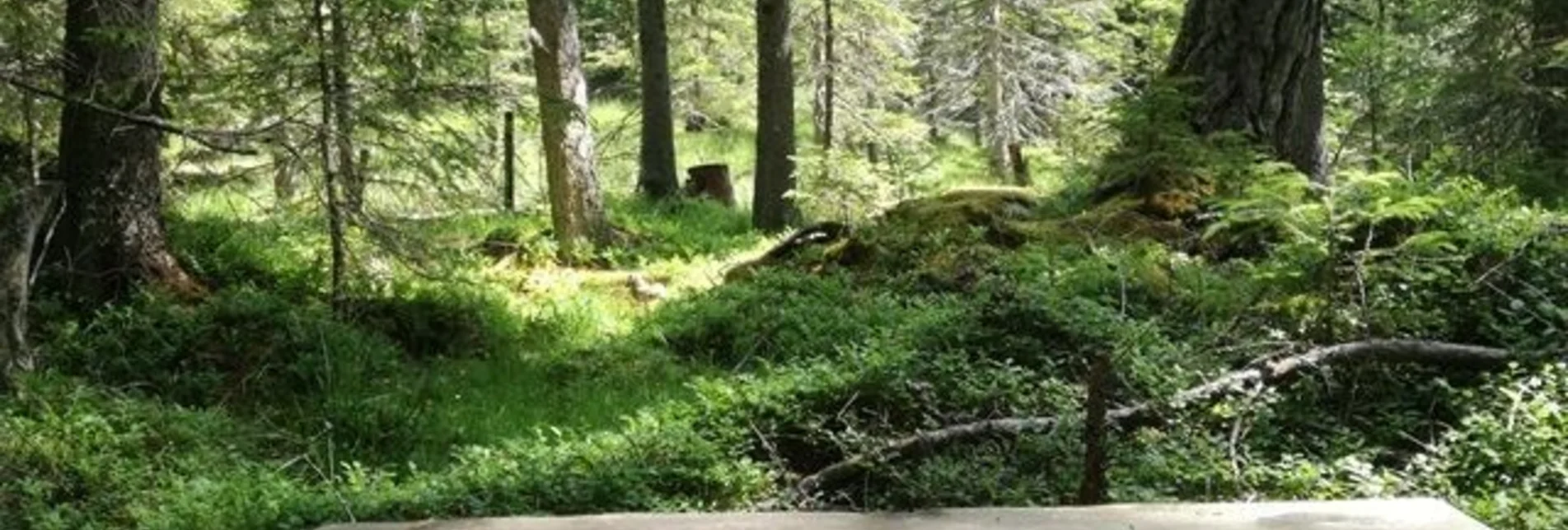 Hiking route Power place hike 3: Klausnerberg - Touren-Impression #1 | © Tourismusverband Murau