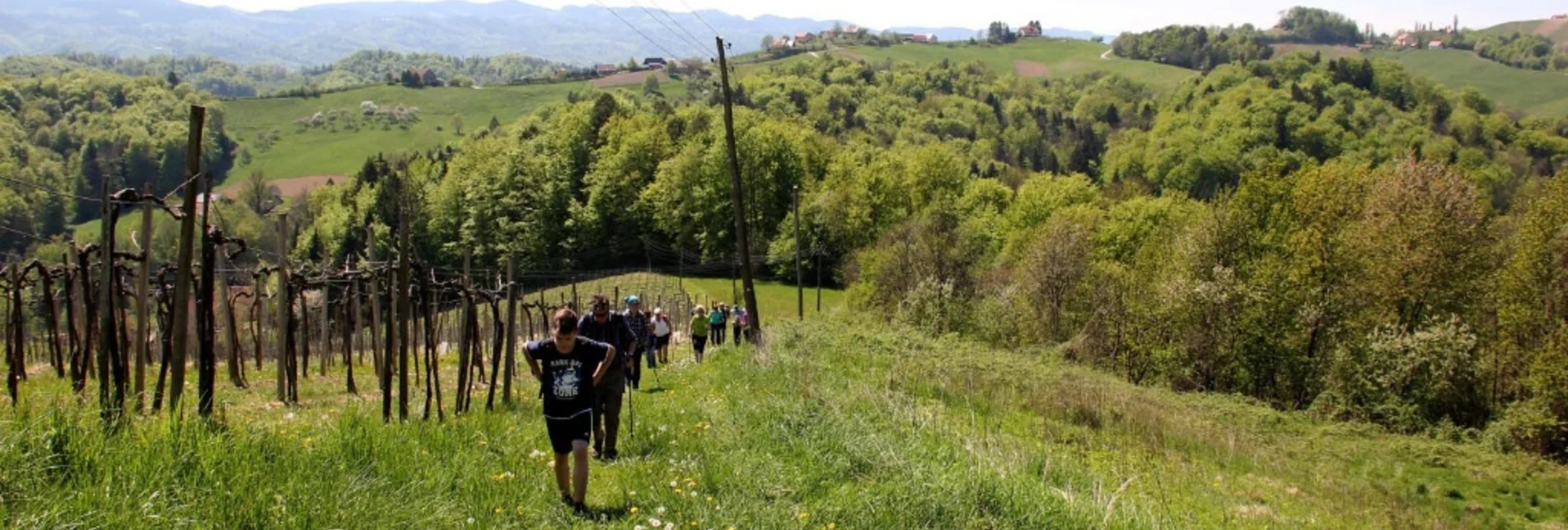 Nordic Walking Nordic Walking Vinotour -  Orange Strecke - Touren-Impression #1 | © Südsteiermark