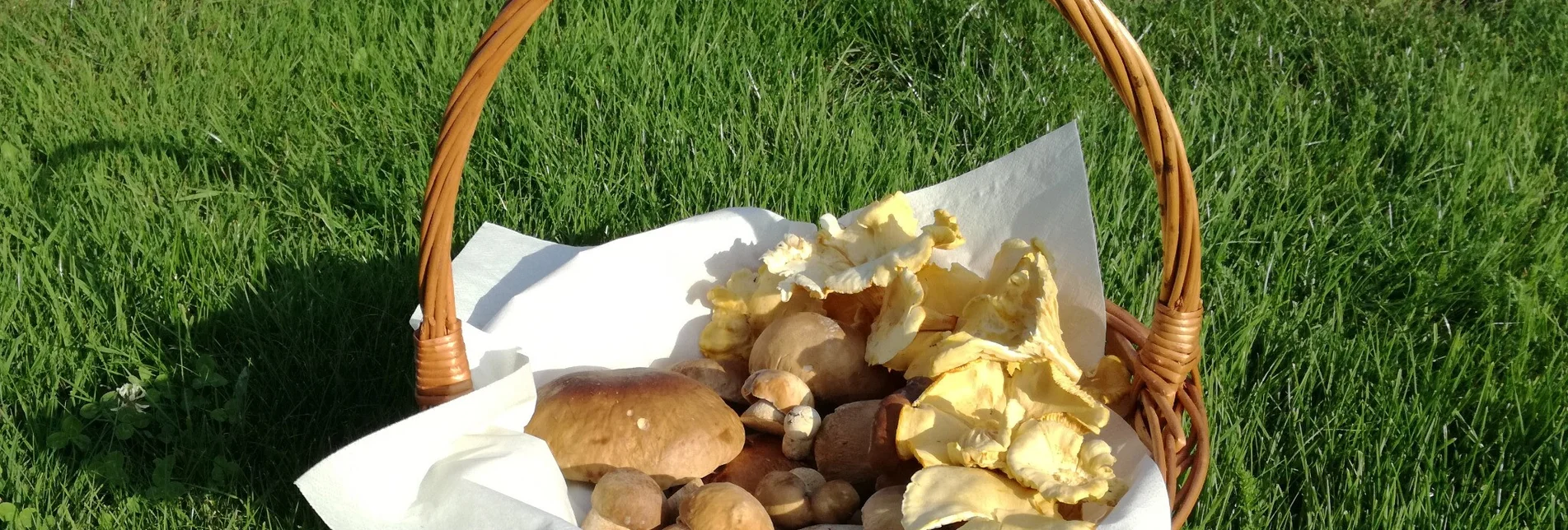 FB9_Schwammerltour_TVB Region Bad Gleichenberg.jpg | © Thermen- & Vulkanland Bike Riding FB9 Mushroom Tour Thermal & Volcanic Land Styria (FB9 Schwammerltour Thermen- & Vulkanland Steiermark) - Touren-Impression #1 | © Thermen- & Vulkanland