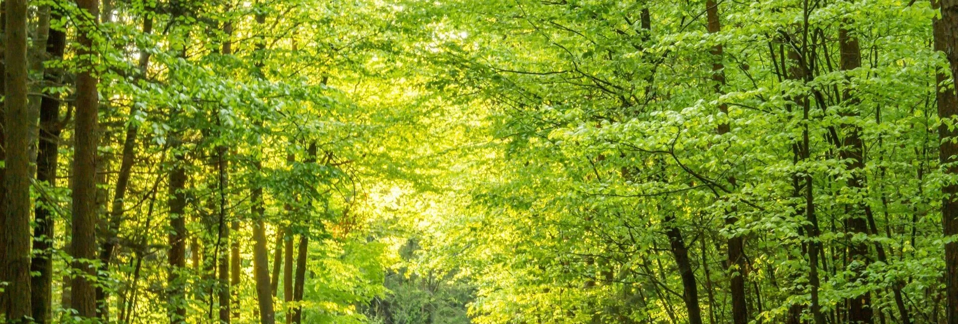 Wanderung M1 Lindenwald-Weg - Touren-Impression #1 | © Bad Waltersdorf