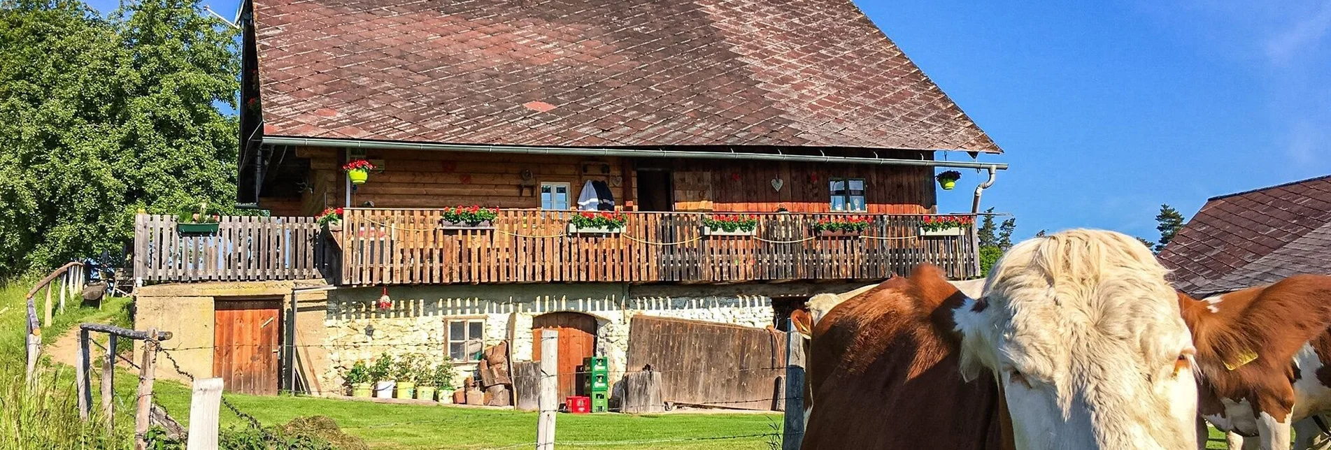 Mountainbike Remschniggalm - Wein, Alm und mehr. - Touren-Impression #1 | © Südsteiermark