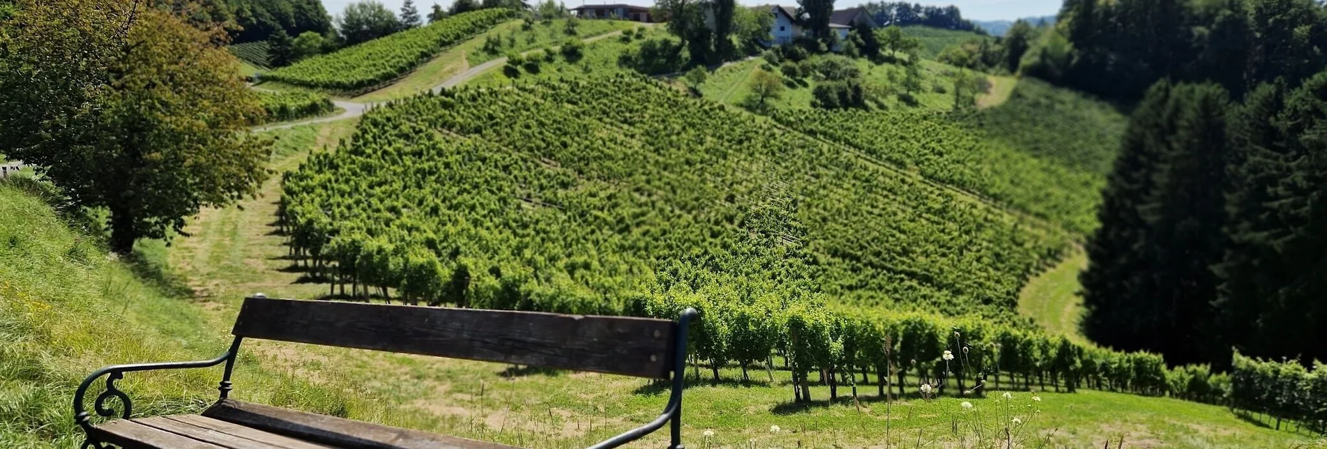 Wanderung Über Stock und Wein – Naturparkwanderweg – Tour 11 lt. WK „Von der Alm zum Wein“ - Touren-Impression #1 | © TV Südsteiermark/Daniela Haring