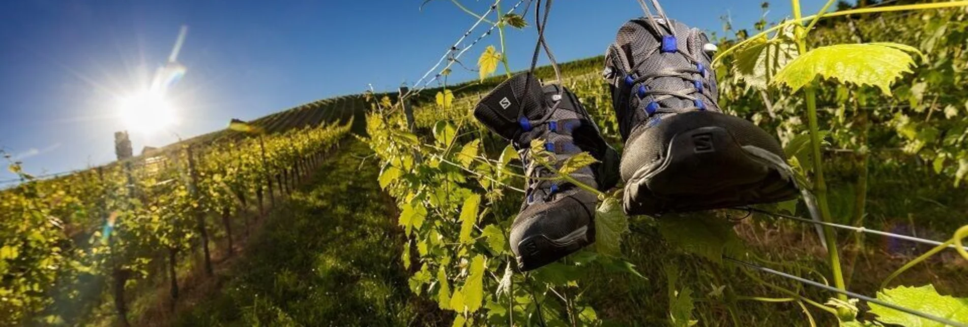 Hiking route Walking - & running track Gamlitz - Touren-Impression #1 | © TVB Südsteiermark/Harry Schiffer