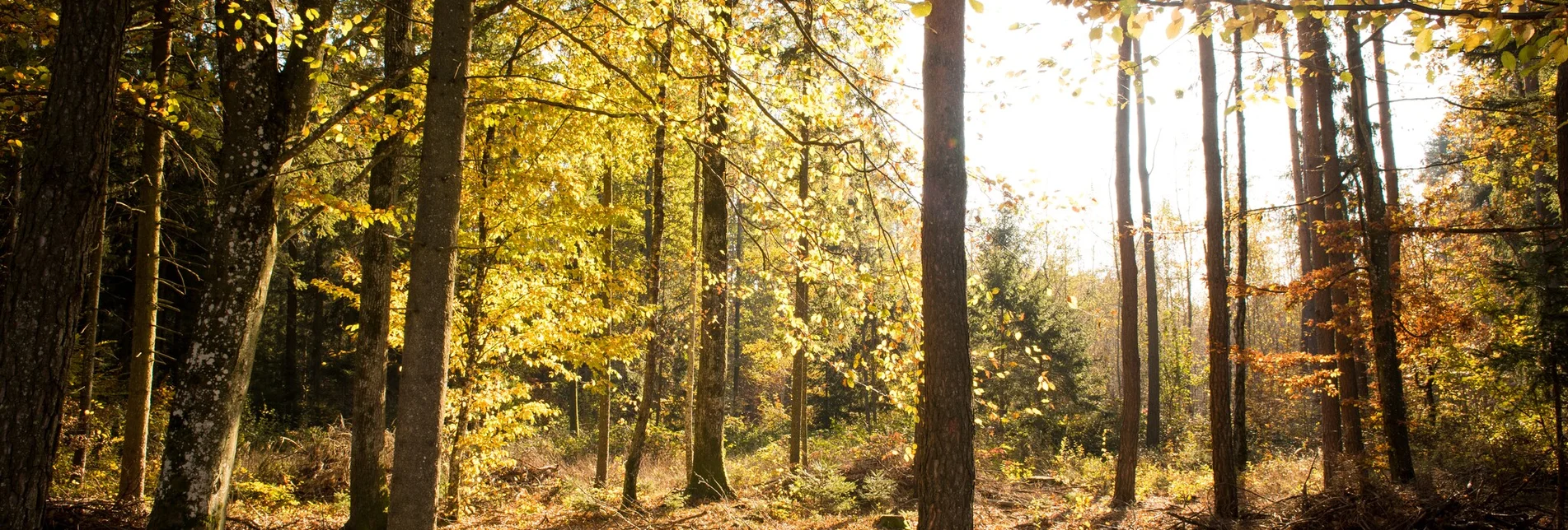 Wanderung Steinbachgrabenweg - Bad Blumau - Touren-Impression #1 | © Kurkommission Bad Blumau