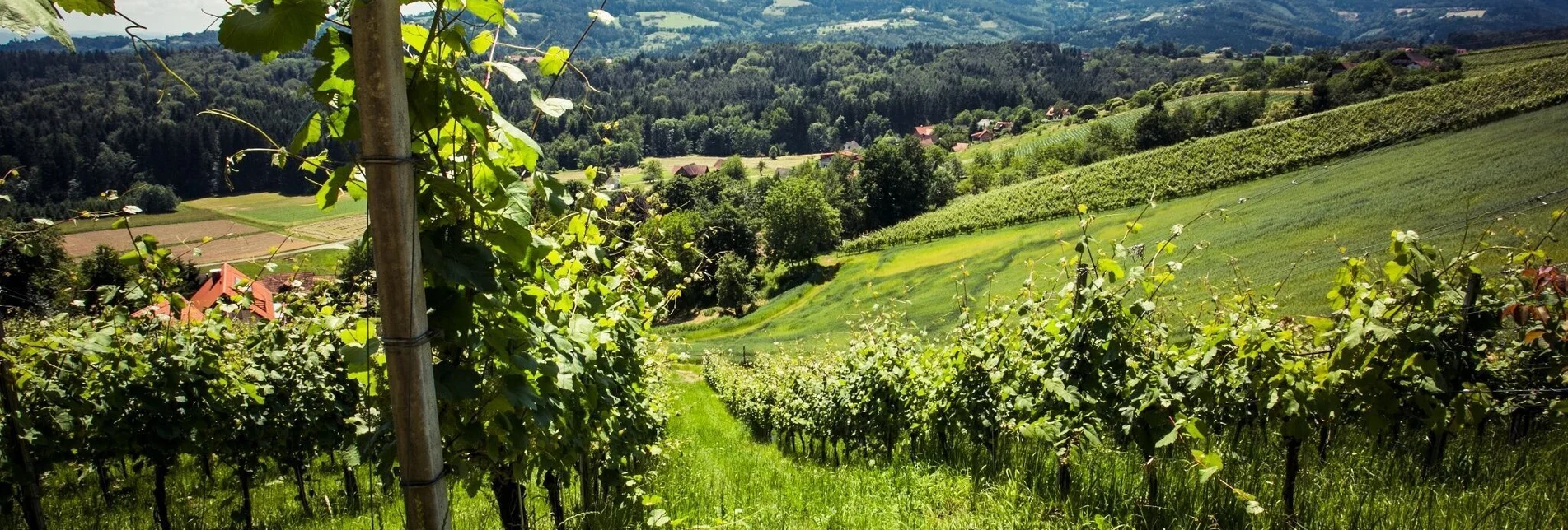 Wanderung Der kleine Hochgrail-Rundweg - Touren-Impression #1 | © TVB Südsteiermark/Lupi Spuma