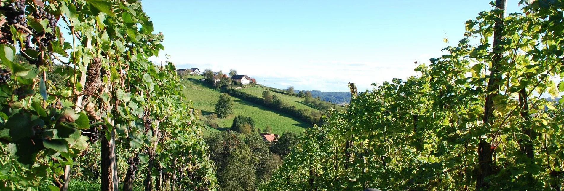 Radfahren Blicktour Riegersburg - Touren-Impression #1 | © Fam. Lamprecht