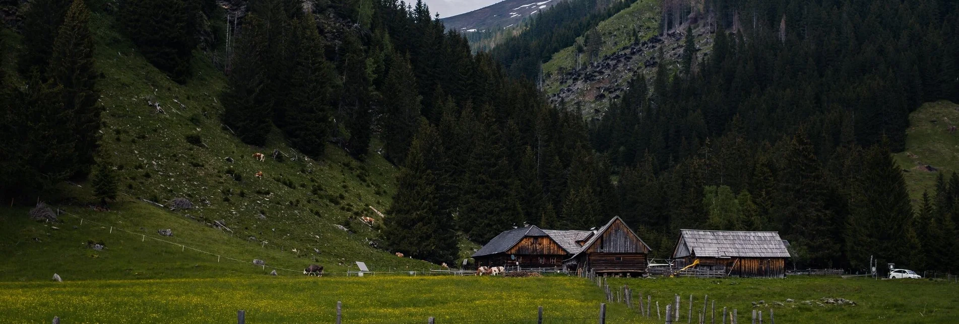 Hiking route Alpine pasture hike-Planneralm to Lärchkar - Touren-Impression #1 | © Erlebnisregion Schladming-Dachstein