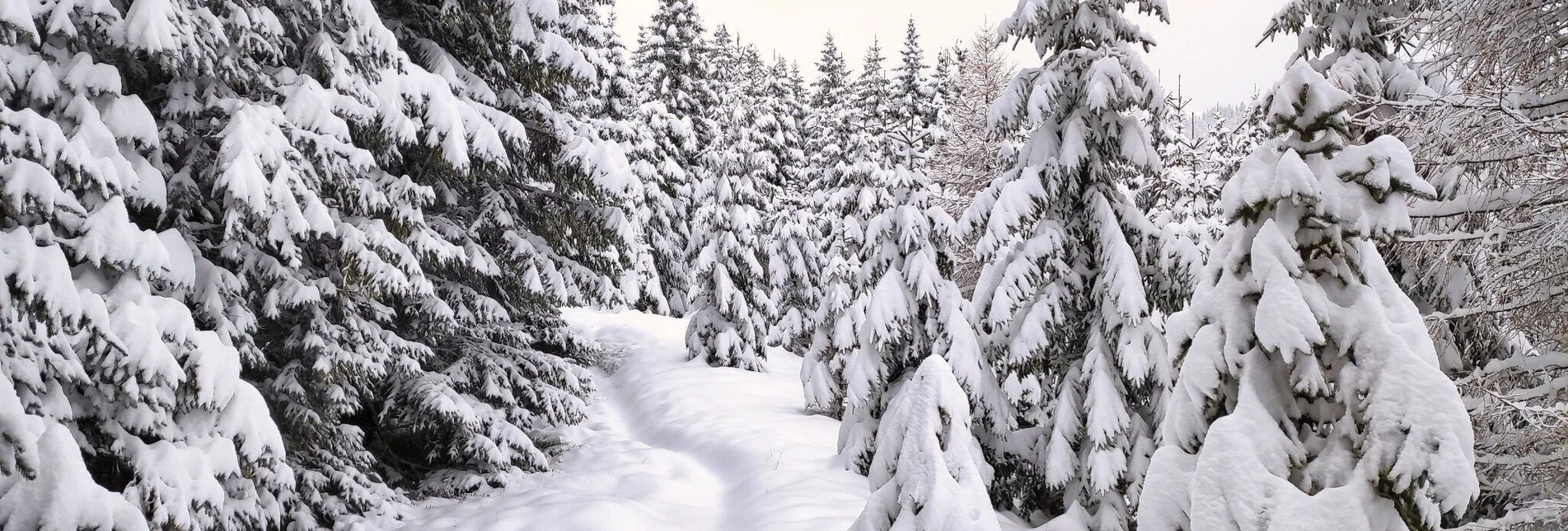 Snowshoe walking Snowshoe hike Wildeggkogel - Touren-Impression #1 | © Weges OG