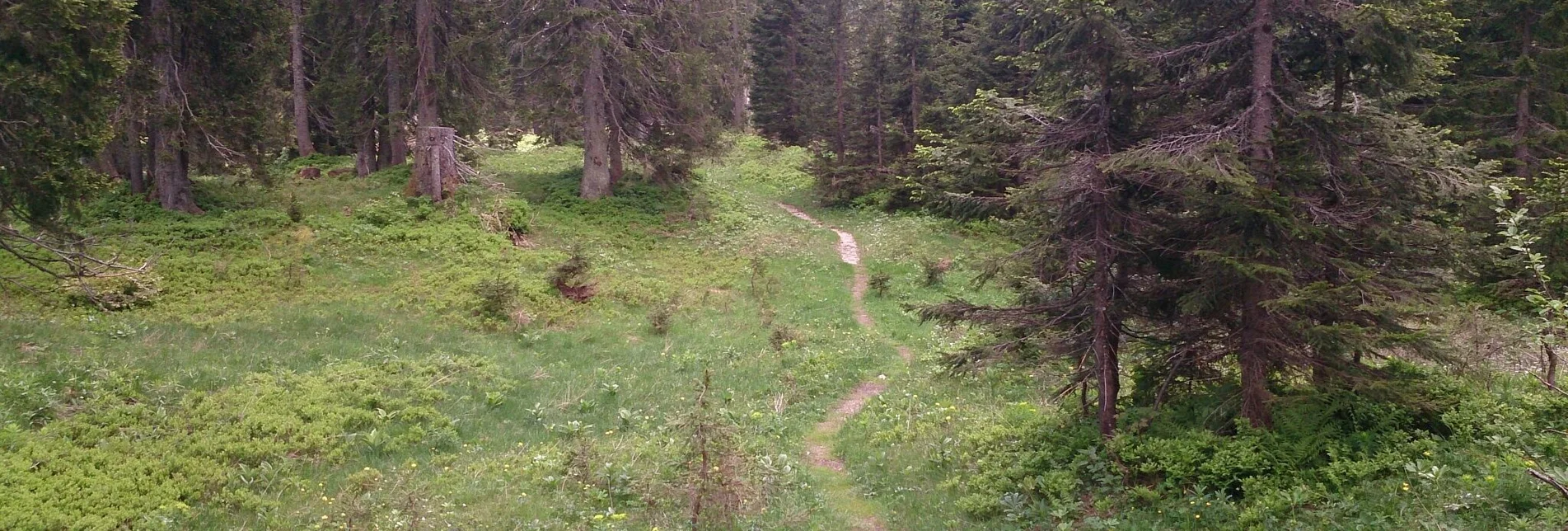 Wanderung Feldwiesalm und Eiserner Herrgott ab Taschelbach - Touren-Impression #1 | © TV Hochsteiermark