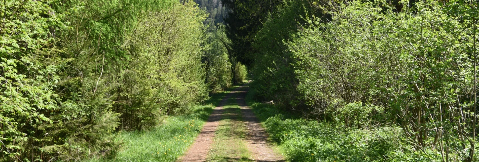 Regional hiking trail Circular hiking trail to the AuErlebnisweg in St.Peter ob Judenburg - Touren-Impression #1 | © Selina Senft