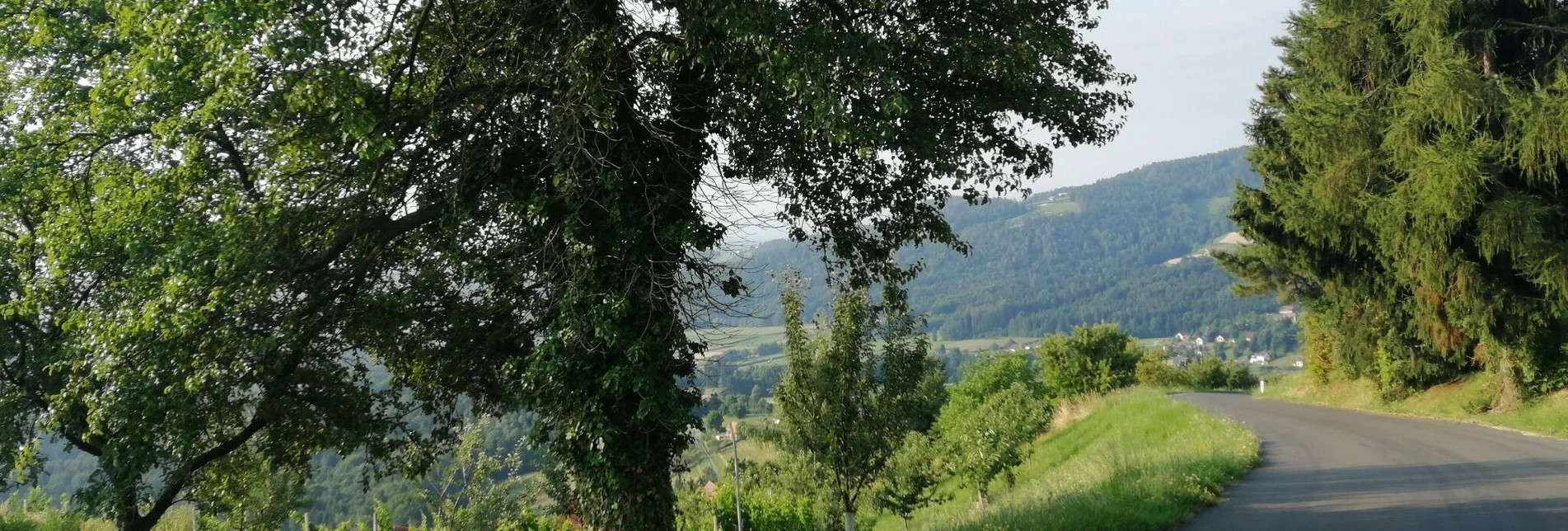 Jogging Sommereben Lauf - Touren-Impression #1 | © Schilcherland Steiermark