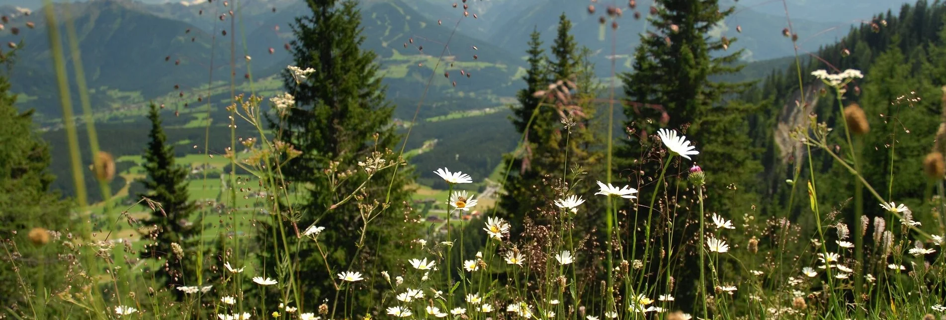 Hiking route Leiten Loop Trail - Touren-Impression #1 | © Erlebnisregion Schladming-Dachstein