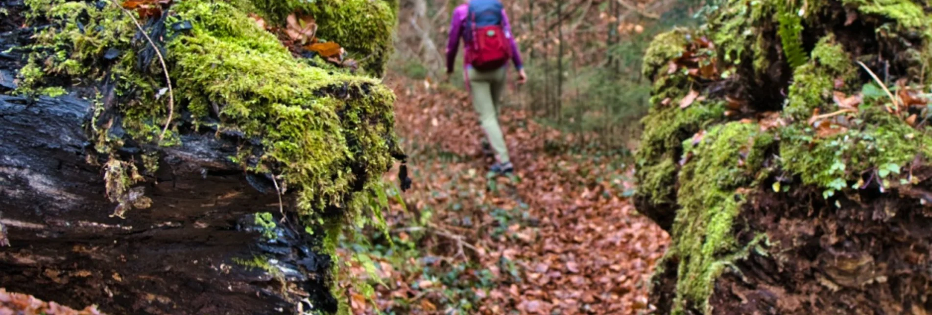 Wanderung Rundweg nach Trahütten Weg Nr. 13 und 14 - Touren-Impression #1 | © TVB/Südsteiermark/WEGES OG Sarcletti / Zienitzer