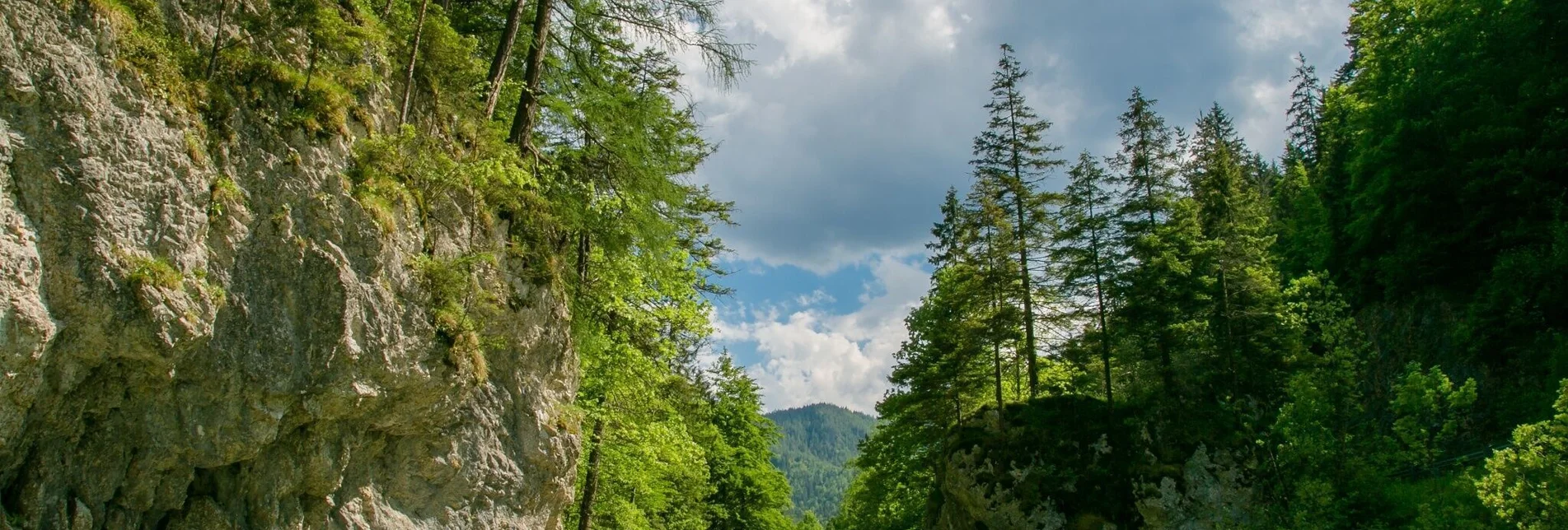 Wanderung Wanderung auf die Falkensteinalm im Naturpark Mürzer Oberland - Touren-Impression #1 | © Naturpark Mürzer Oberland