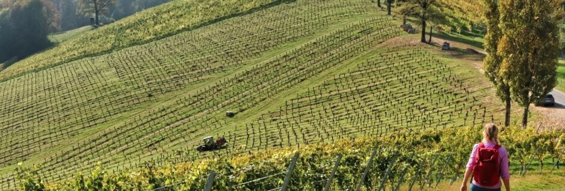 Wanderung Sernauberg, Weg 4 und 4a - Touren-Impression #1 | © TVB Südsteiermark/WEGES