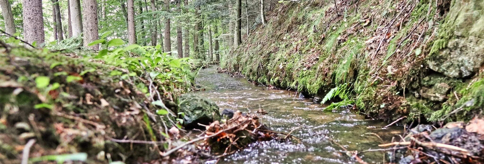 Hiking route Waldseppl circuit, Penzendorf - Touren-Impression #1 | © Weges