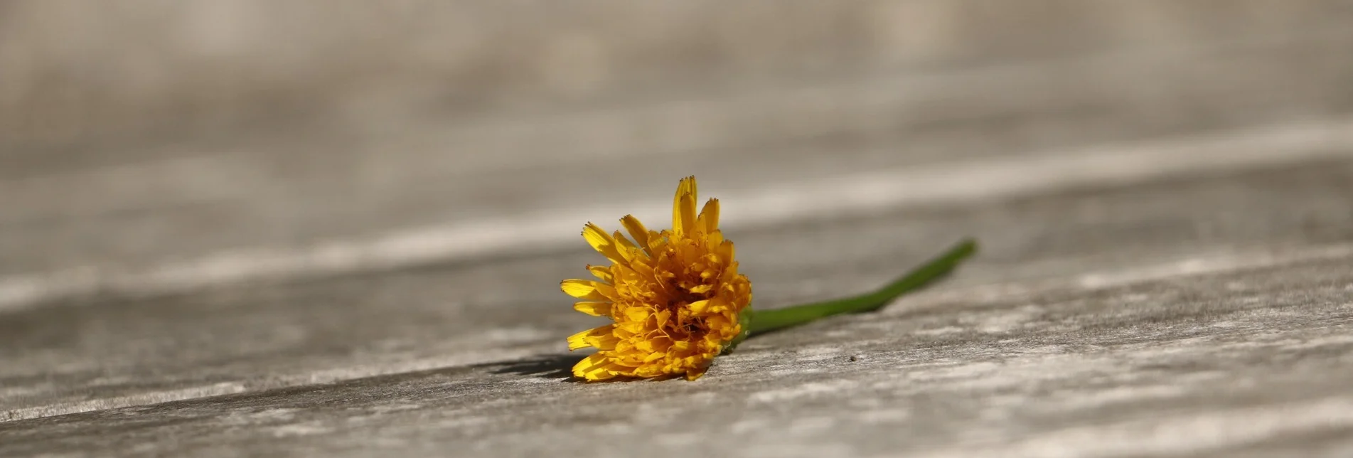 Wanderung ernährung SCHMECKEN in Laßnitzhöhe - Touren-Impression #1