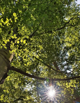 Schattenspendende Bäume | Weges OG | © Weges OG