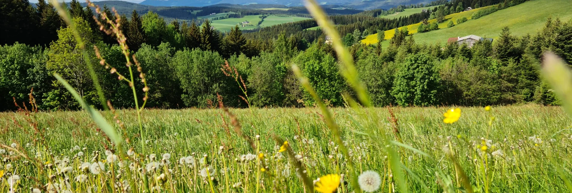 Wanderung St. Jakober-Runde, Ratten - Touren-Impression #1 | © Oststeiermarkt Tourismus