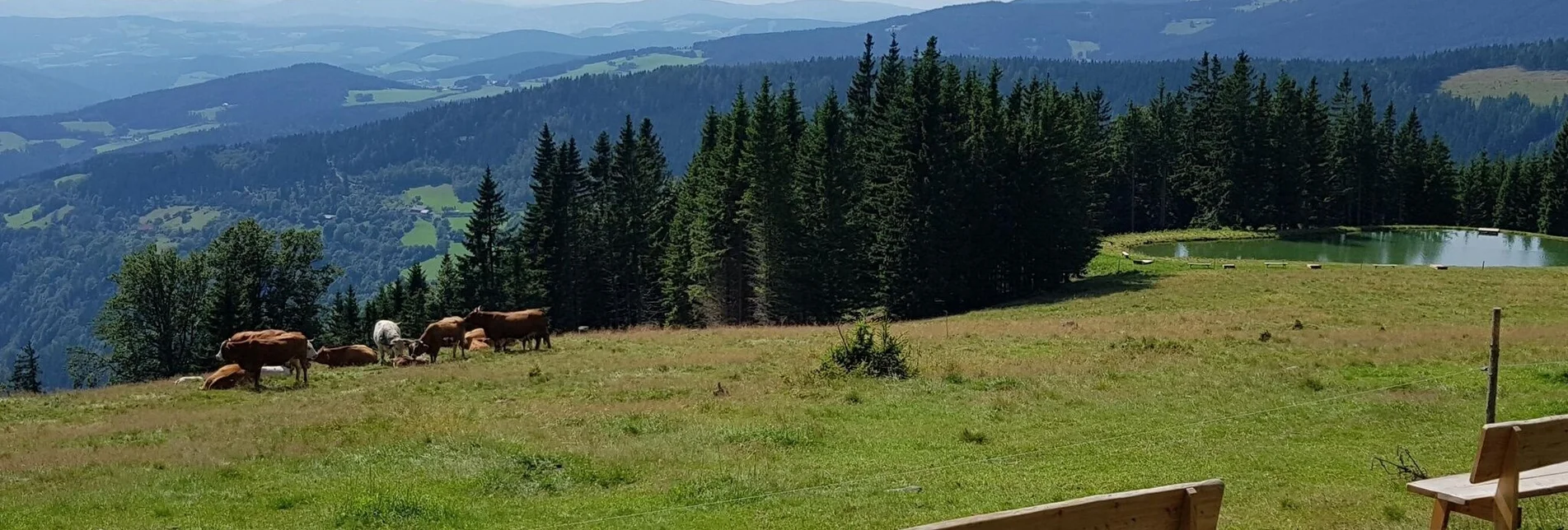 Mountain Biking Styrian Wexl Trails - Glatzl Trahütten Alm Route - Touren-Impression #1