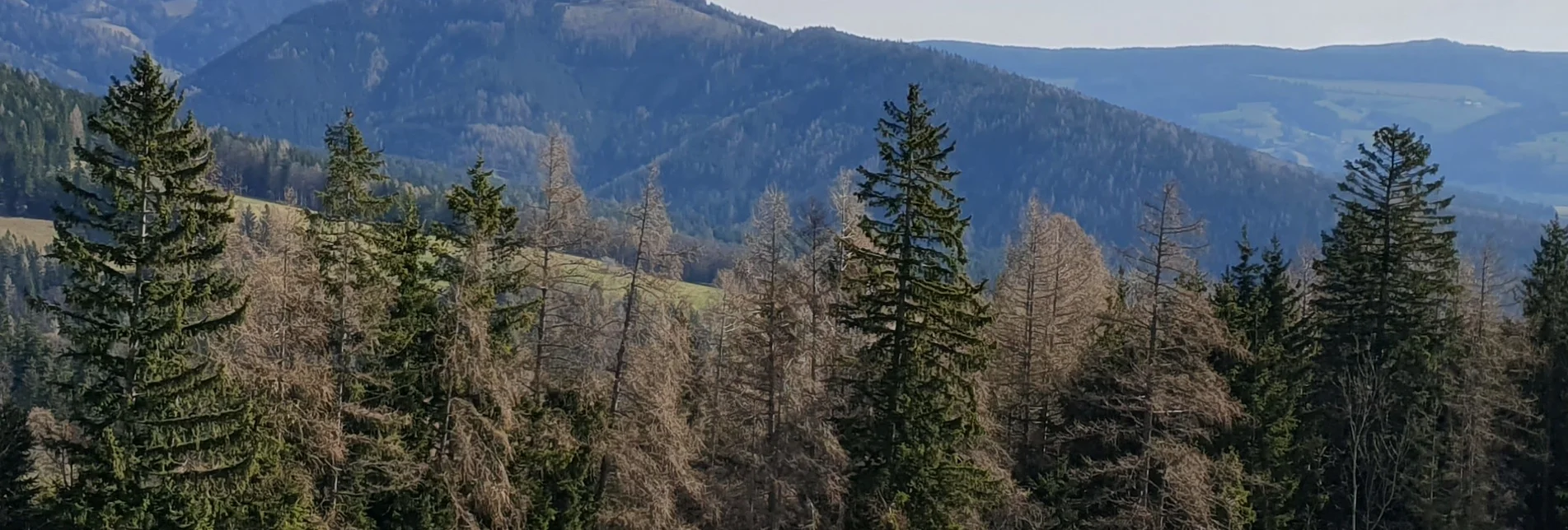 Wanderung Schachner-Runde, Fladnitz an der Teichalm - Touren-Impression #1 | © Oststeiermark Tourismus