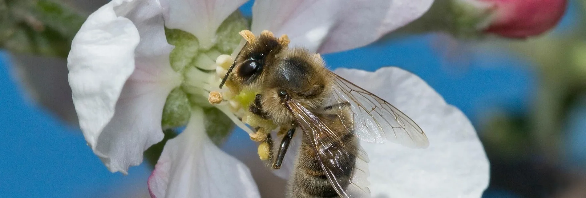 Theme path Adventure trail- honey bee, Anger near Weiz - Touren-Impression #1 | © Tourismusverband Oststeiermark