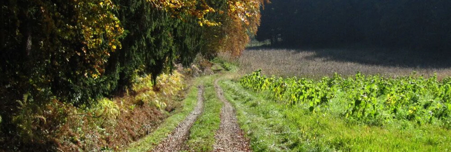 Jogging St. Ruprecht - Fitnesslaufstrecke - Touren-Impression #1 | © Oststeiermark Tourismus