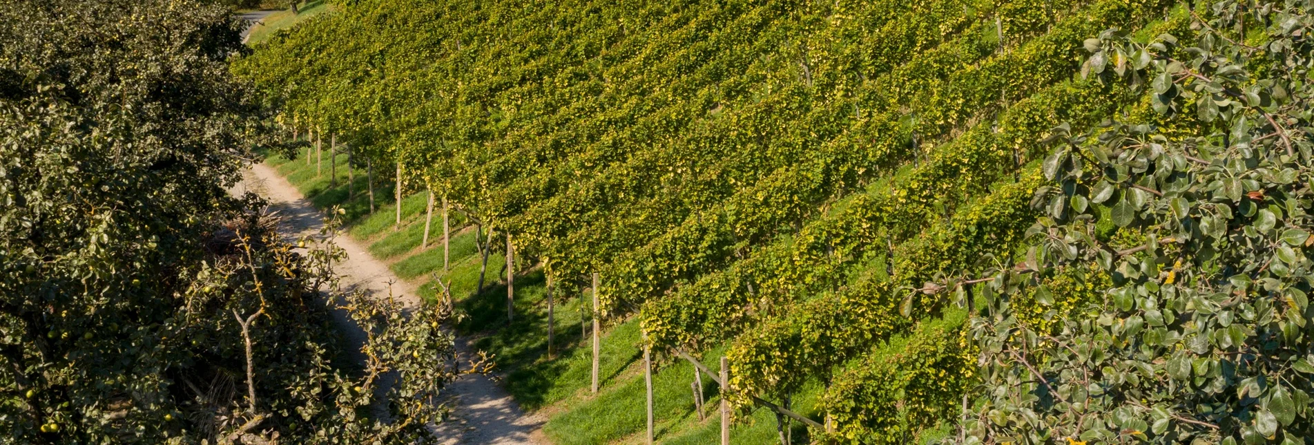 Radfahren Oststeirische Römerweinstraße - Touren-Impression #1 | © Oststeiermark Tourismus