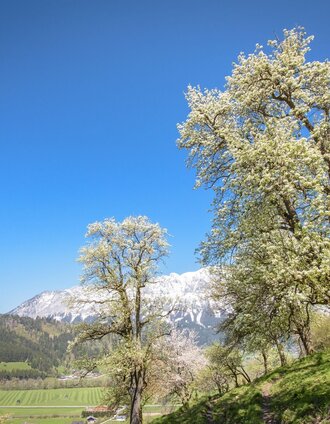 rundwanderweg öblarn - niederöblarn_img_43875143 | Schladming Dachstein | © Erlebnisregion Schladming-Dachstein