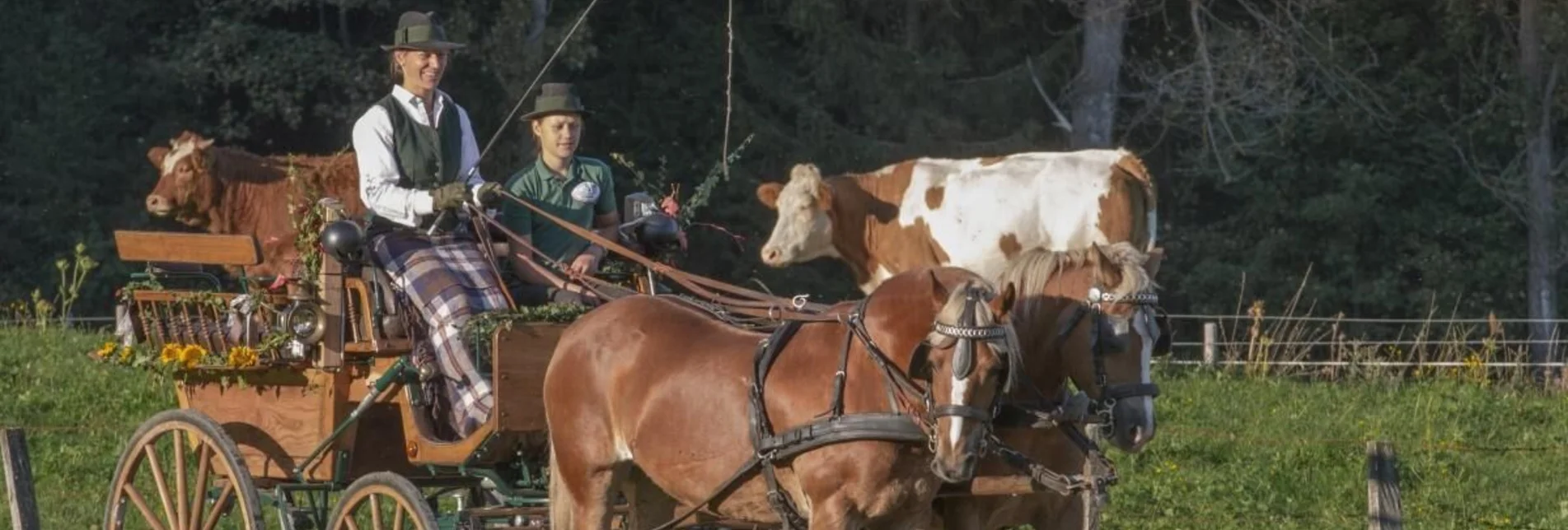 Horse Carriage Ride Haflingerhof Berr - Touren-Impression #1 | © Haflingerhof Berr