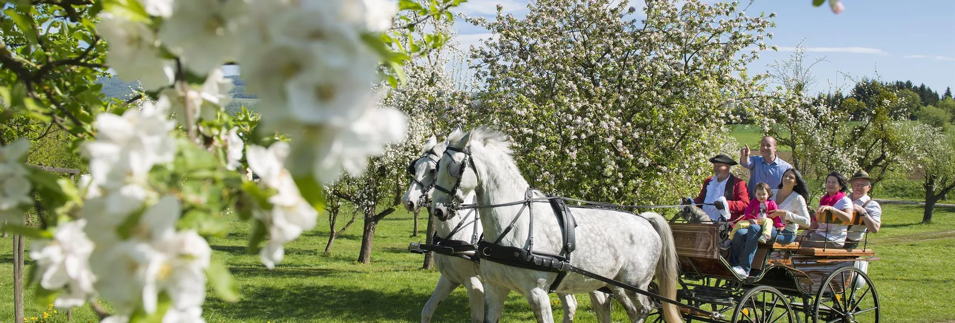 Horse Carriage Ride The castle coachman - Touren-Impression #1 | © Der Schlosskutscher