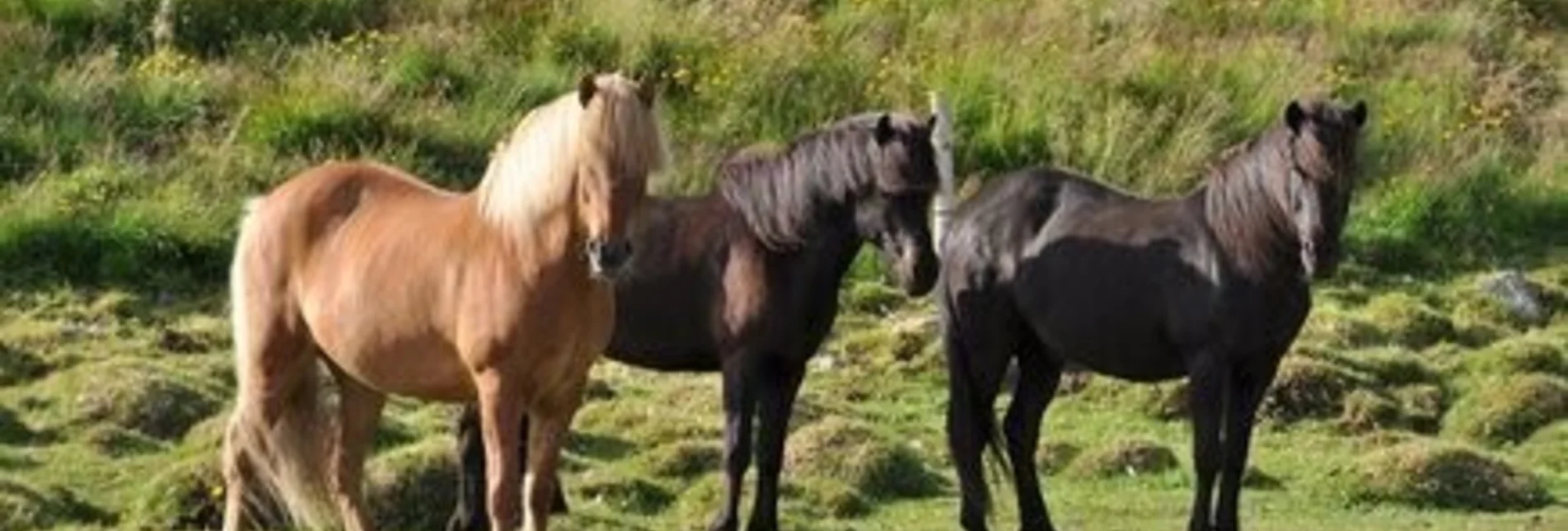 Horse Riding Prielerhof - Touren-Impression #1