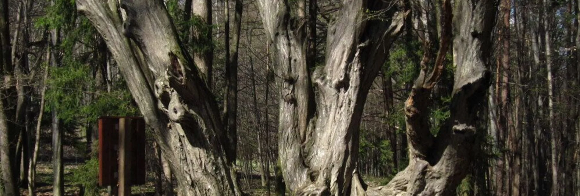 Theme path Forest nature trail, Weiz - Touren-Impression #1 | © Oststeiermark Tourismus