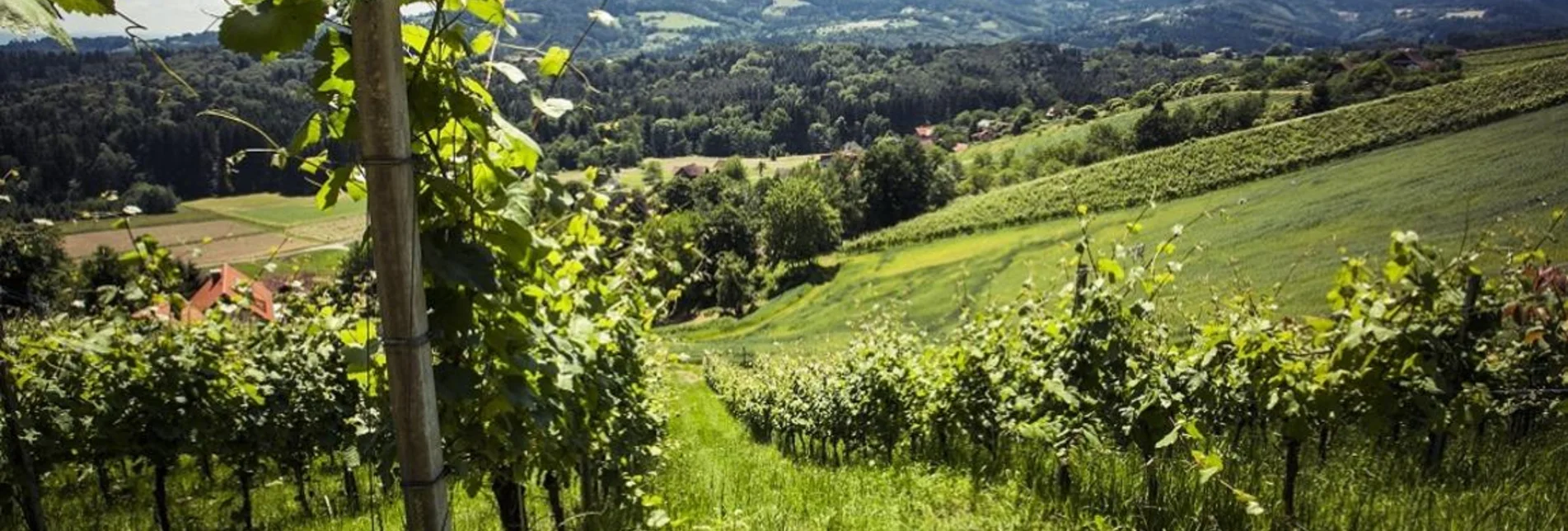 Wanderung Kastanienweg Weg Nr. S10, 11G - Touren-Impression #1 | © TVB Südsteiermark/Lupi Spuma