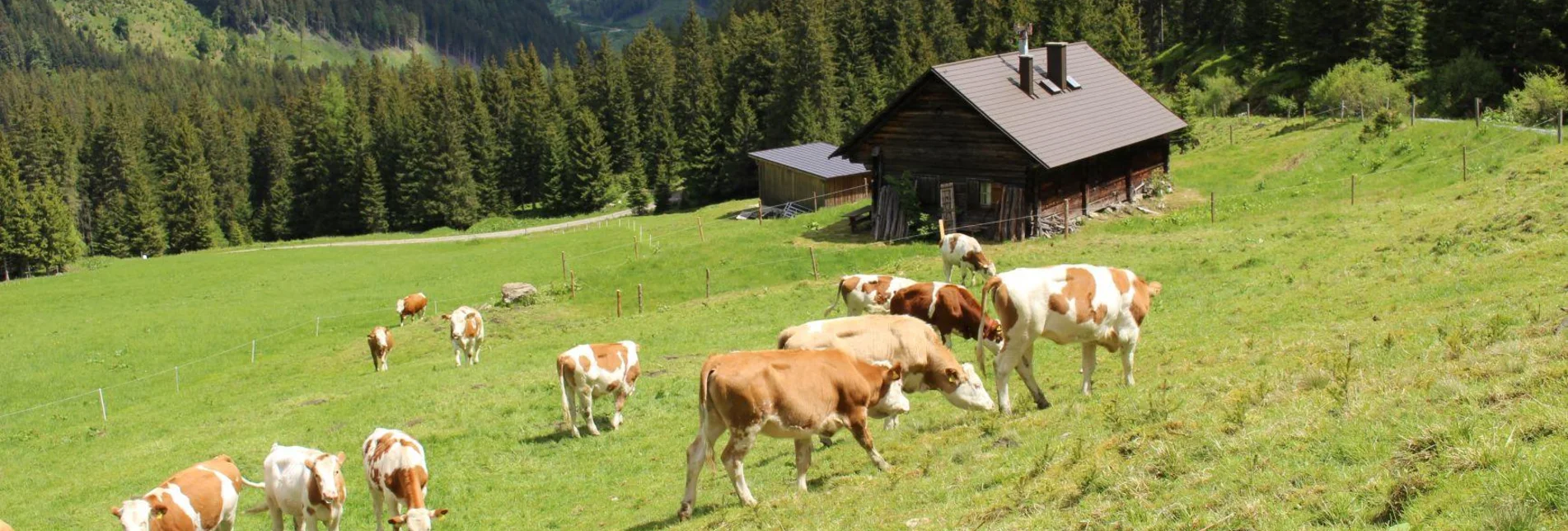 Wanderung Auf die Kälberalm - Himmlisches Platzerl 4 - Touren-Impression #1 | © Bauernhof Braun