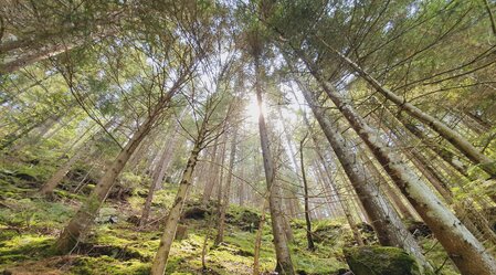 Die Steiermark, das waldreichste Bundesland Österreichs: Das Grüne Herz | © STG | Günther Steininger