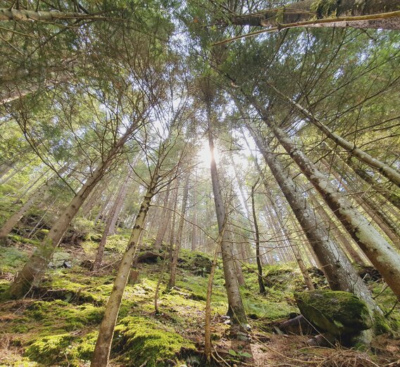 Styria, the most densely wooded province in Austria: The Green Heart | © Steiermark Tourismus | Günther Steininger