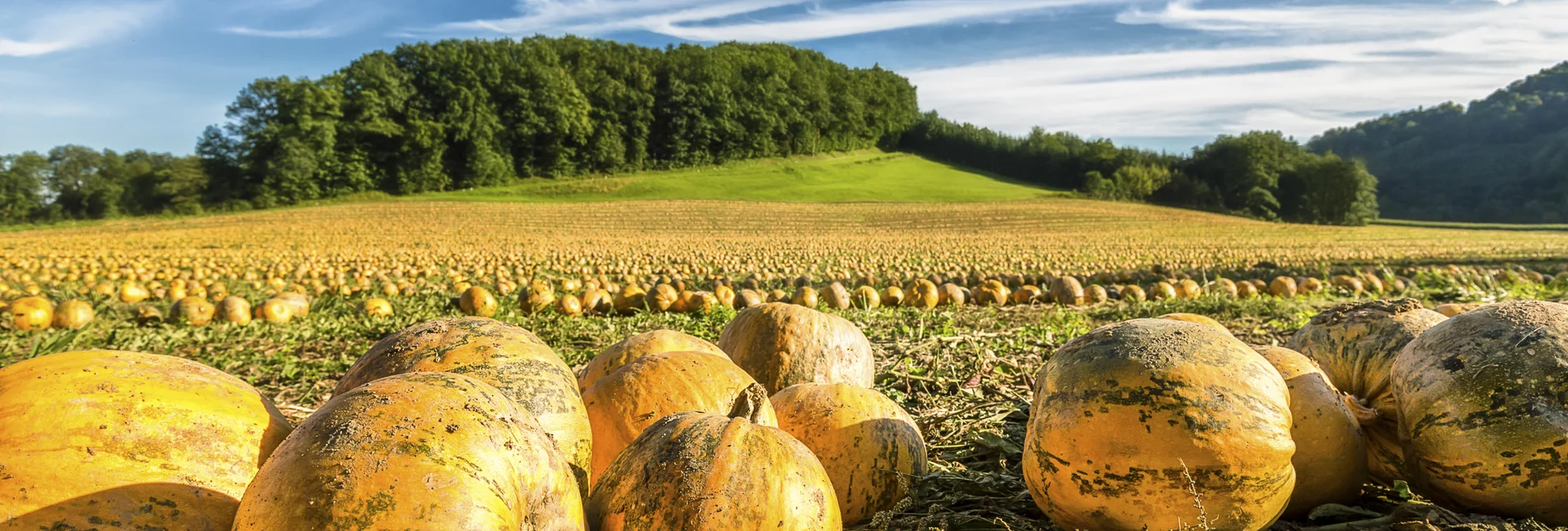 Field of pumpkins | © Steiermark Tourismus | Wolfgang Jauk