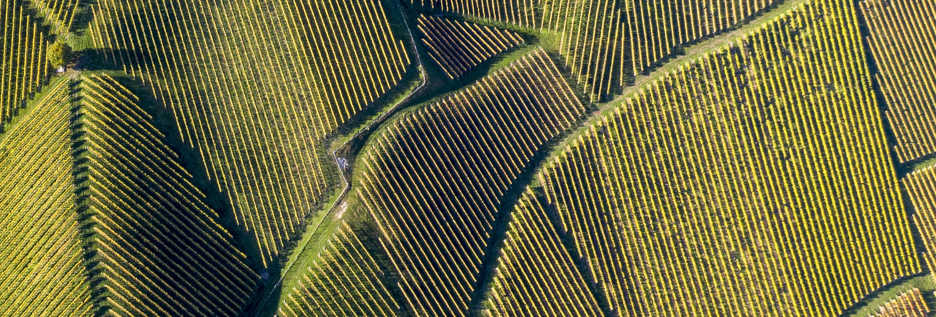 Südsteiermark, Sernauberg/Gamlitz | © STG | Tom Lamm