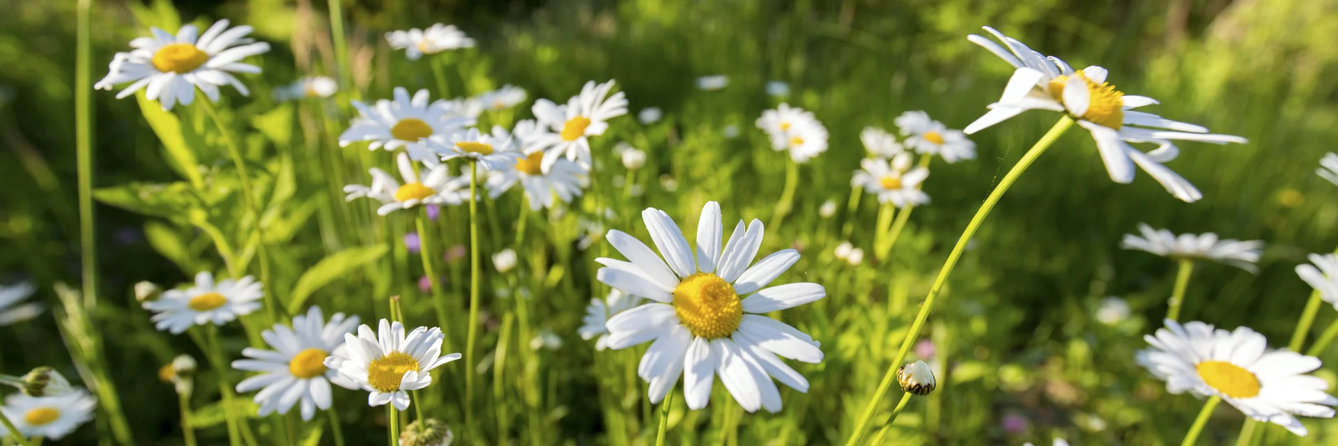 Das Grüne Herz erblüht im Frühling  | © STG | Harry Schiffer Das Grüne Herz erblüht im Frühling  | © STG | Harry Schiffer