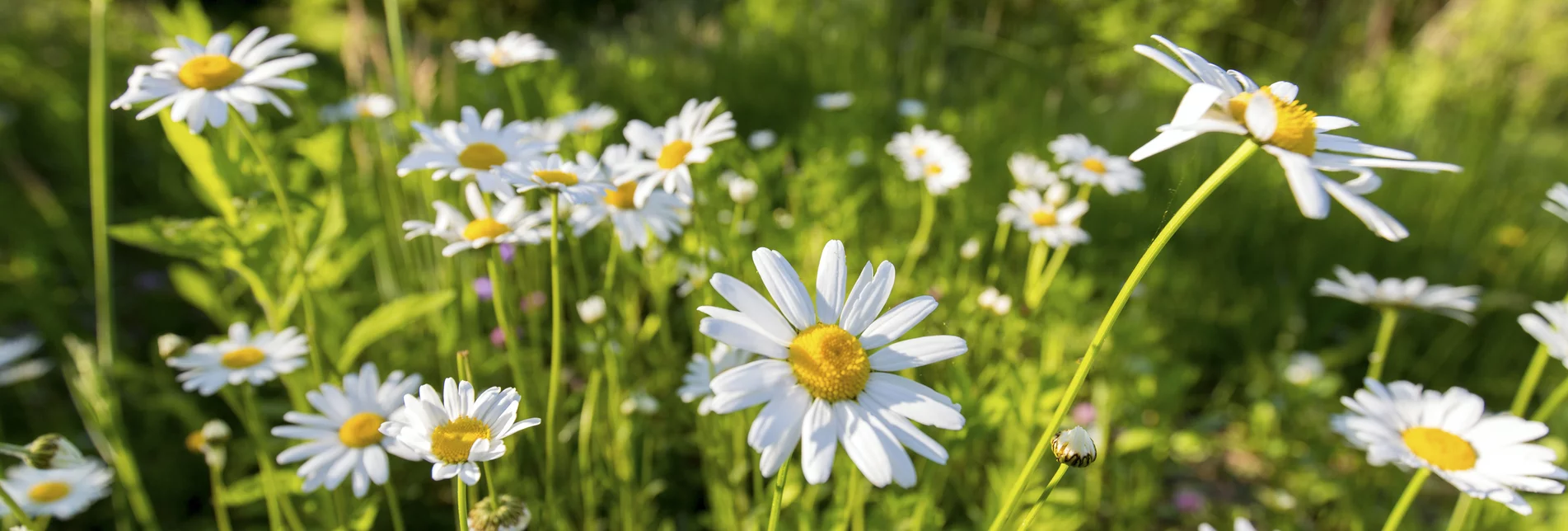 Das Grüne Herz erblüht im Frühling  | © STG | Harry Schiffer