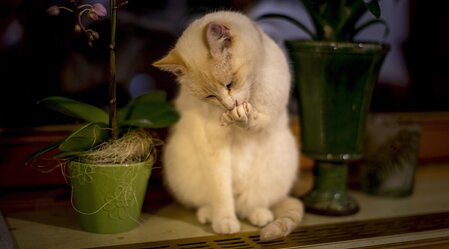 snow (winter) white cat :-) | © Steiermark Tourismus | Tom Lamm