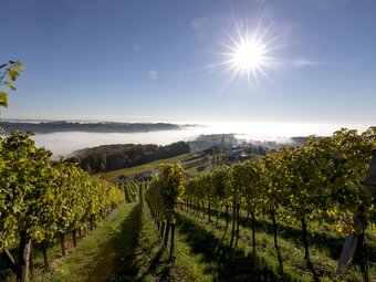 Vineyard in the morning sun close to Klöch, Südoststeiermark