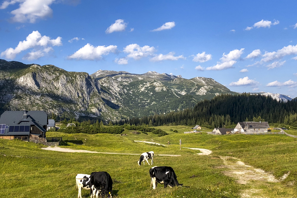 Cows at the Hochschwab region | © Steiermark Tourismus | Manfred Polansky