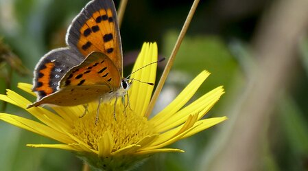 Kleine Feuerfalter in den Naturparken Steiermark | © H. Brunner | K. Gesslbauer