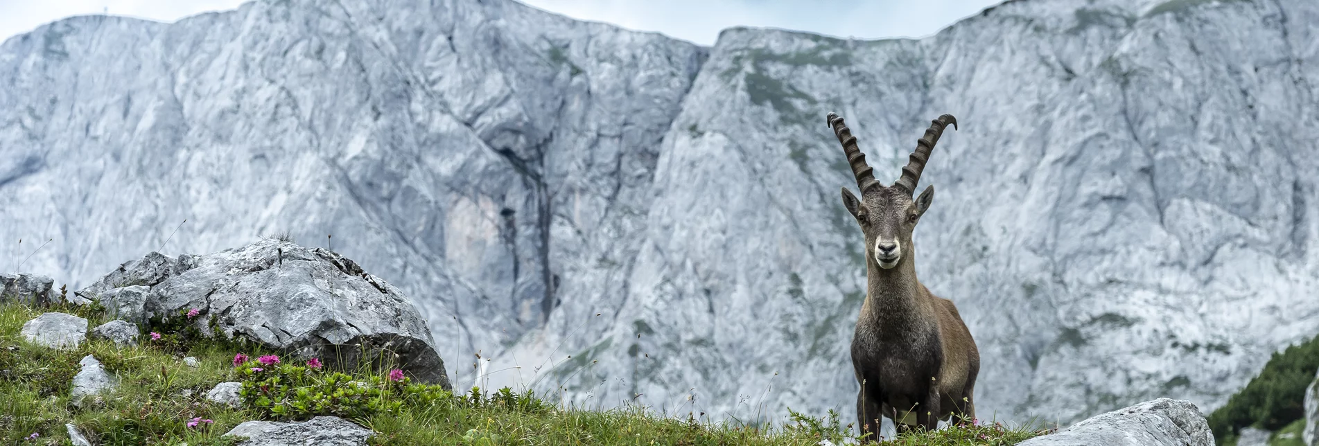 Majestätisch: König Steinbock thront vor dem Hochschwab-Massiv | © STG | Pixelmaker